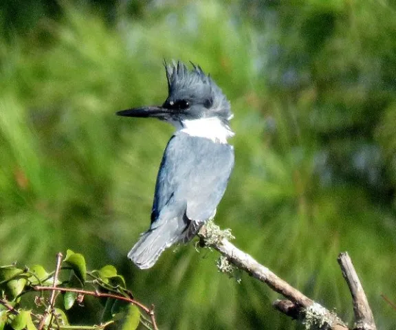 Belted Kingfisher - Photo by Vicki Sensat