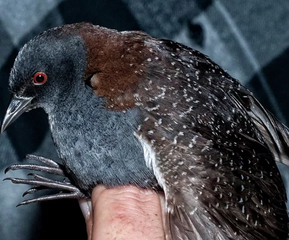 Black Rail - Photo by Thomas Finnie
