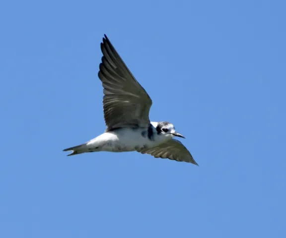 Black Tern - Photo by Erik Johnson