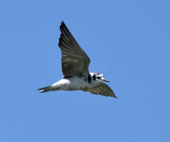 Black Tern - Photo by Erik Johnson
