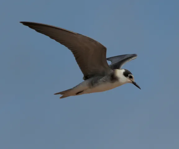 Black Tern - Photo by Oscar Johnson