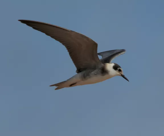 Black Tern - Photo by Oscar Johnson
