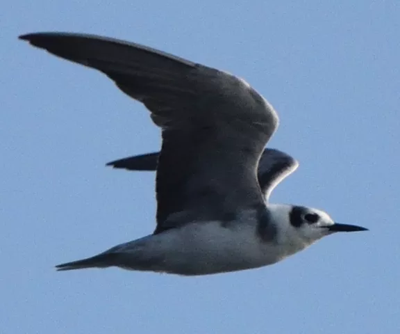 Black Tern - Photo by Paul Conover