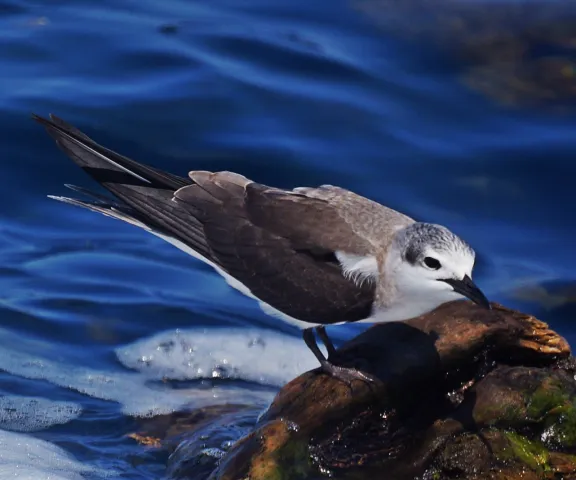 Bridled Tern - Photo by Bryan White