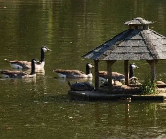 Canada Geese - Photo by Charles Paxton