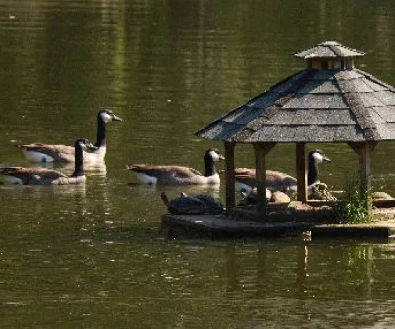 Canada Geese - Photo by Charles Paxton