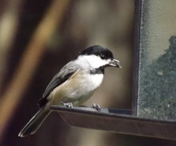 Carolina Chickadee - Photo by P. Wainwright