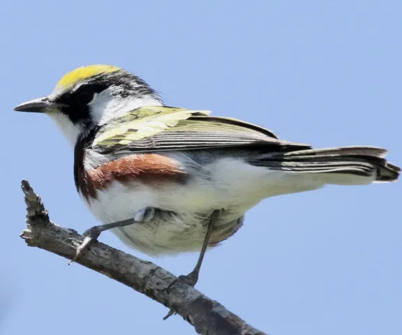 Chestnut-sided Warbler - Photo by William Matthews