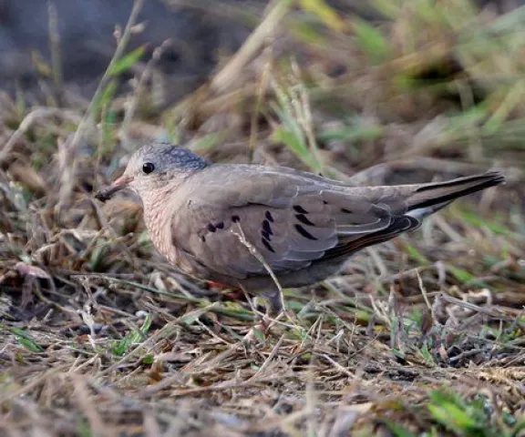 Common Ground Dove - Photo by Joan Garvey