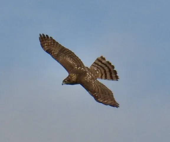 Cooper's Hawk - Photo by Van Remsen