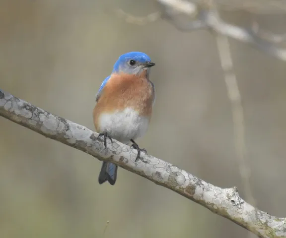 Eastern Bluebird - Photo by Daniel Goyer