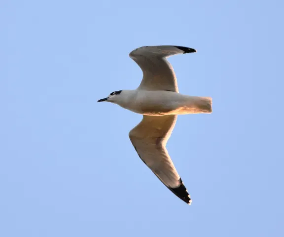 Franklin's Gull - Photo by Erik Johnson