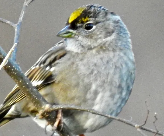 Golden-crowned Sparrow - Photo by Van Remsen