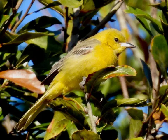 Hooded Oriole - Photo by Van Remsen