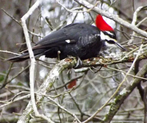 Pileated Woodpecker -Photo by P. Wainwright