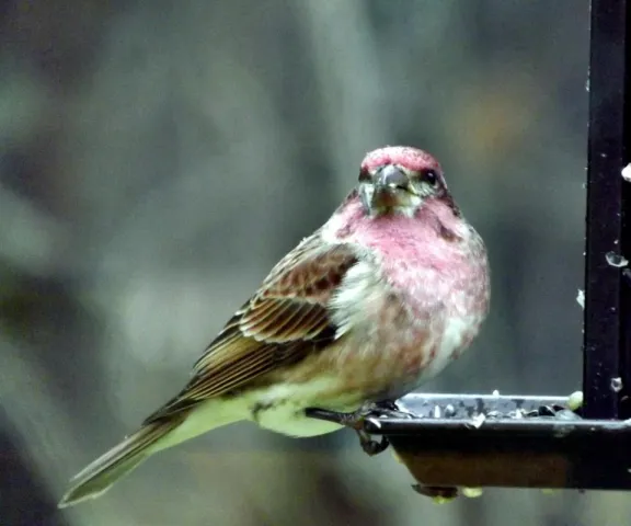 Purple Finch - Photo by P. Wainwright