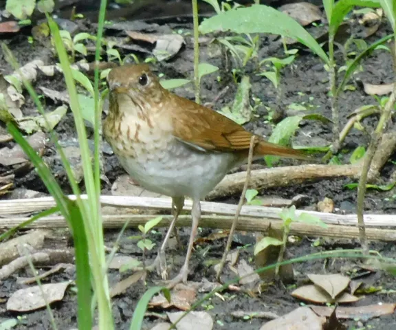 Veery - Photo by Kathy Rhodes