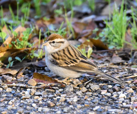 Chipping Sparrow - Photo by Erik Johnson