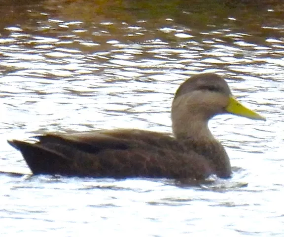 American Black Duck - Photo by Christie Andry, MD