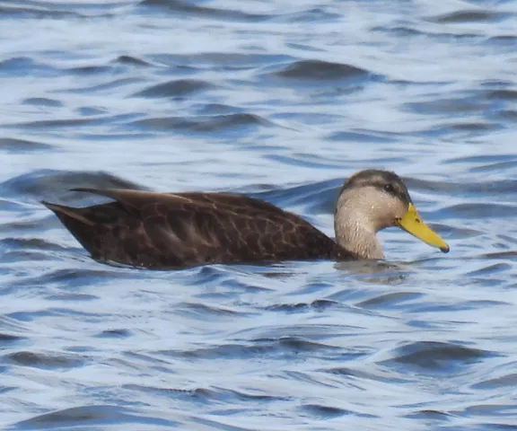 American Black Duck - Photo by Christie Andry, MD