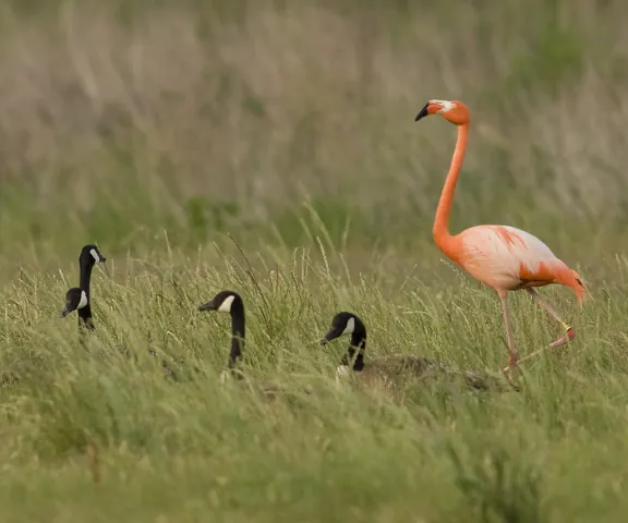 American Flamingo - Photo by Kevin Leigh