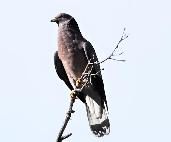 Band-tailed Pigeon - Photo by Joan M. Garvey
