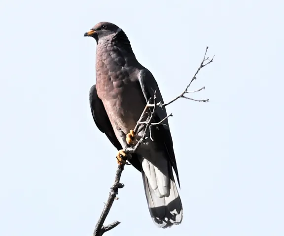 Band-tailed Pigeon - Photo by Joan M. Garvey
