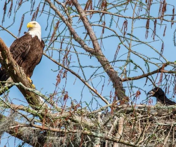 Bald Eagle - Photo by Mike Glaspell