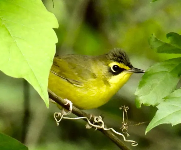 Kentucky Warbler - Photo by Van Remsen