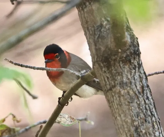 Red-faced Warbler - Photo by Joan M. Garvey 