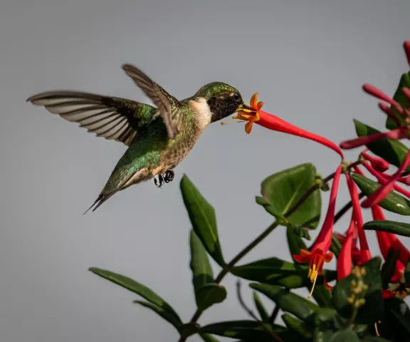 Ruby-throated Hummingbird - Photo by Mike Glaspell