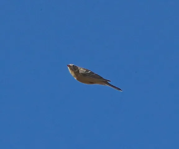 Smith's Longspur - Photo by Charles Lyon