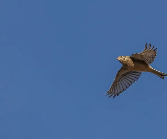 Smith's Longspur - Photo by Charles Lyon