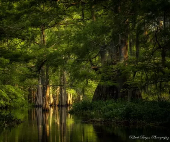 Spring Bayou - Photo by Black Bayou Photography