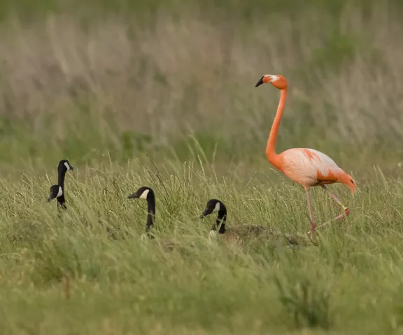 American Flamingo by Kevin Leigh