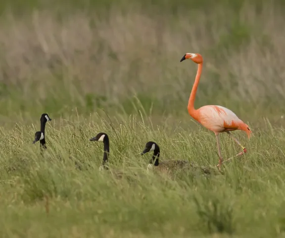American Flamingo by Kevin Leigh