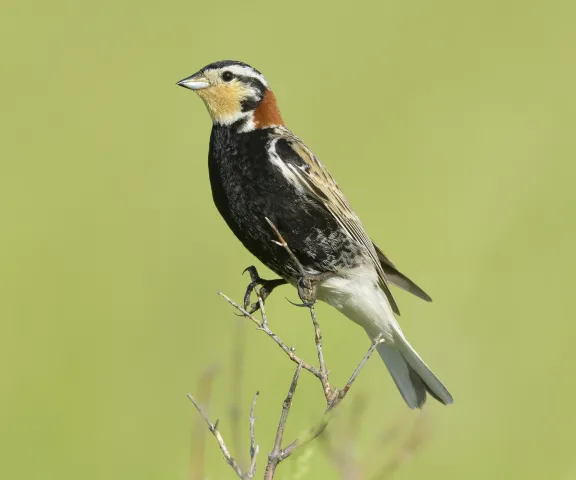 Chestnut-collared Longspur - Photo by Brian Small