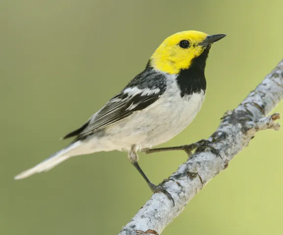 Hermit Warbler - Photo by Brian Small