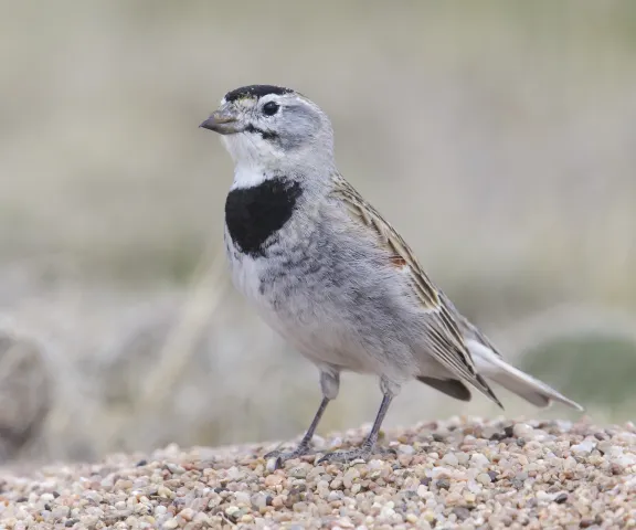 Thick-billed Longspur - Photo by Brian Small