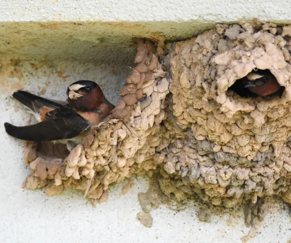 Cliff Swallow - Photo by Erik Johnson
