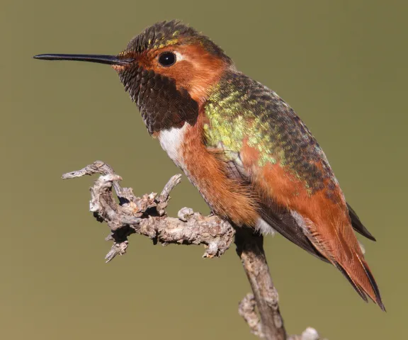 Allen's Hummingbird - Photo by Brian Small