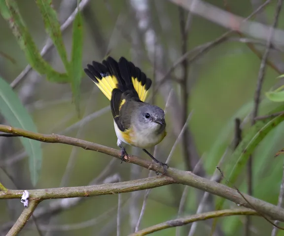 American Redstart - Photo by Erik Johnson