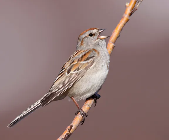 American Tree Sparrow - Photo by Brian Small