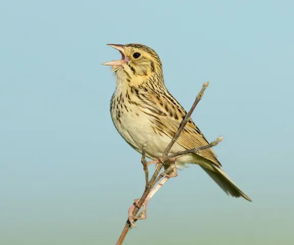 Baird's Sparrow - Photo by Brian Small