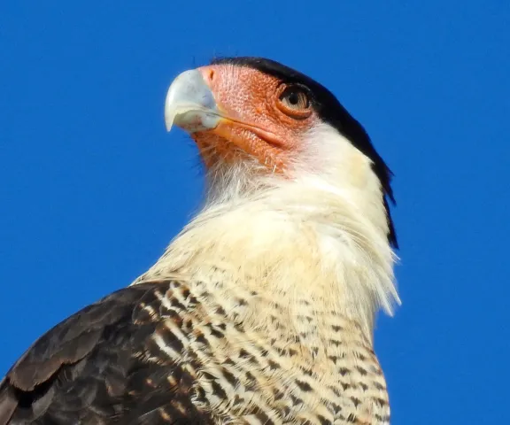 Caracara - Photo by Van Remsen