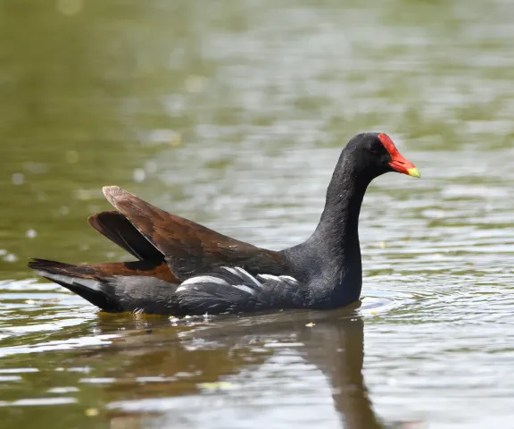 Common Gallinule - Photo by Erik Johnson