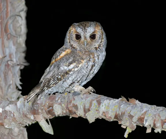 Flammulated Owl - Photo by Brian Small