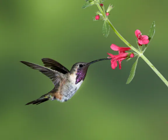 Lucifer Hummingbird - Photo by Brian Small