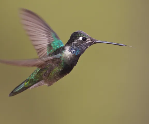 Rivoli's Hummingbird - Photo by Brian Small
