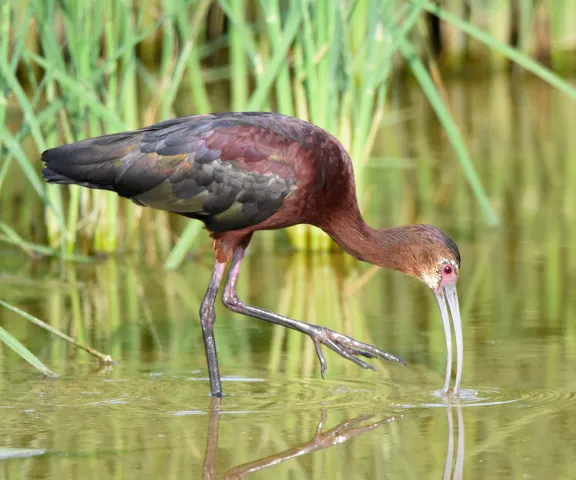 White-faced Ibis - Photo by Erik Johnson